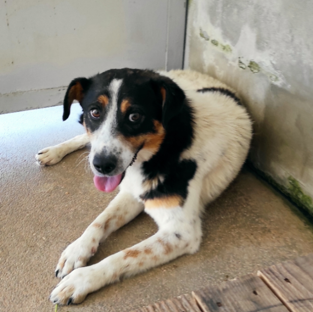 CAGNOLINO IN ADOZIONE BIRBA, ci vuole fortuna anche......