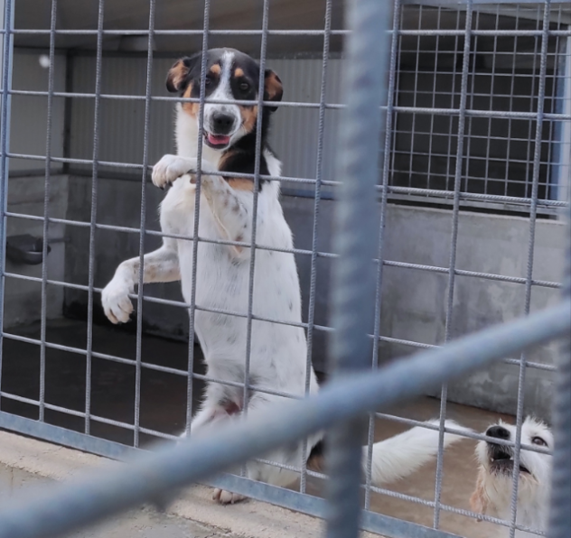 CAGNOLINO IN ADOZIONE BIRBA, ci vuole fortuna anche......