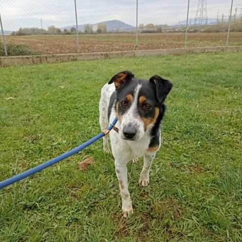 CAGNOLINO IN ADOZIONE BIRBA, ci vuole fortuna anche......