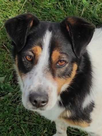 CAGNOLINO IN ADOZIONE BIRBA, ci vuole fortuna anche......