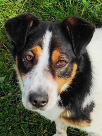 CAGNOLINO IN ADOZIONE BIRBA, taglia piccola.