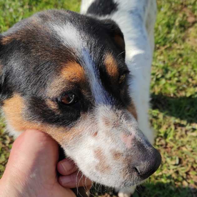 CAGNOLINO IN ADOZIONE BIRBA, taglia piccola.