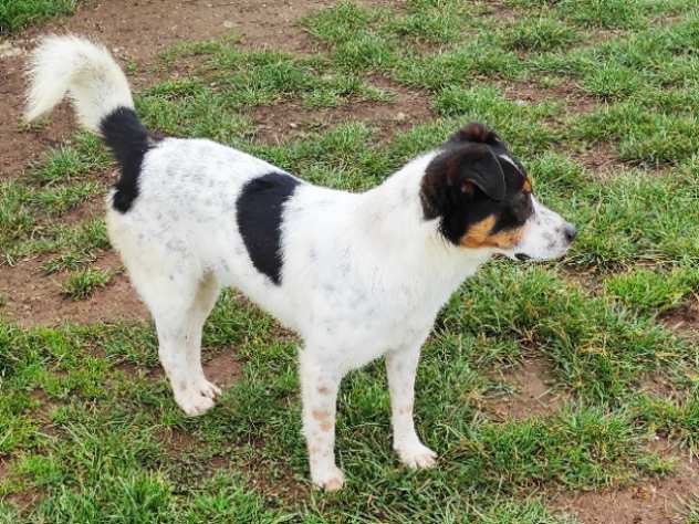 CAGNOLINO IN ADOZIONE BIRBA, taglia piccola.