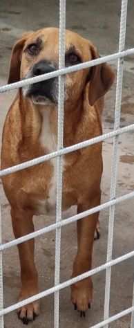 CAGNOLINO IN ADOZIONE CHARLIE