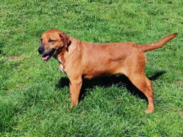 CAGNOLINO IN ADOZIONE CHARLIE