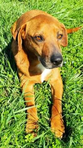 CAGNOLINO IN ADOZIONE CHARLIE