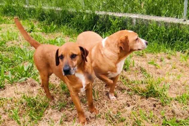 CAGNOLINO IN ADOZIONE CHARLIE