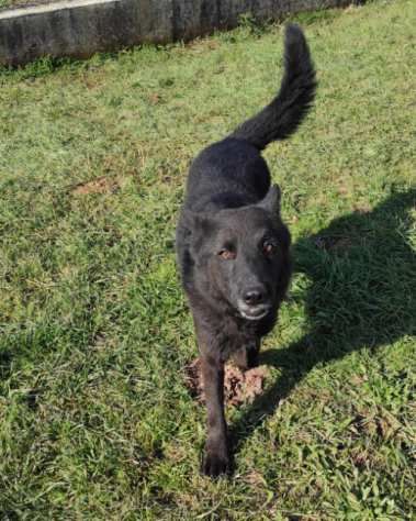 CAGNOLINO IN ADOZIONE CHARLIE, taglia medio piccola