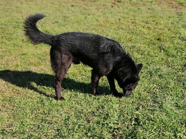 CAGNOLINO IN ADOZIONE CHARLIE, taglia medio piccola