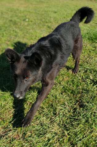 CAGNOLINO IN ADOZIONE CHARLIE, taglia medio piccola