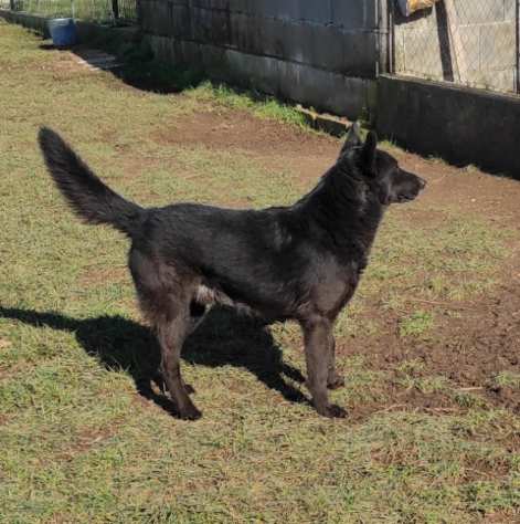 CAGNOLINO IN ADOZIONE CHARLIE, taglia medio piccola