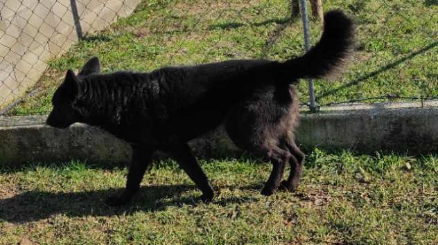 CAGNOLINO IN ADOZIONE CHARLIE, taglia medio piccola