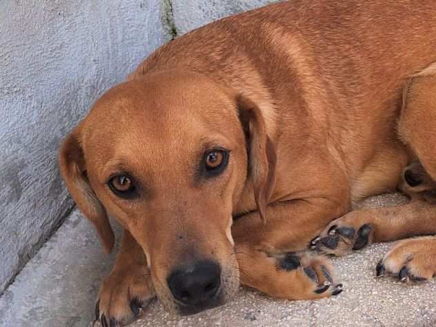 CAGNOLINO IN ADOZIONE FIDEL