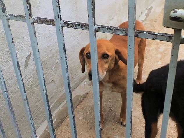 CAGNOLINO IN ADOZIONE FIDEL