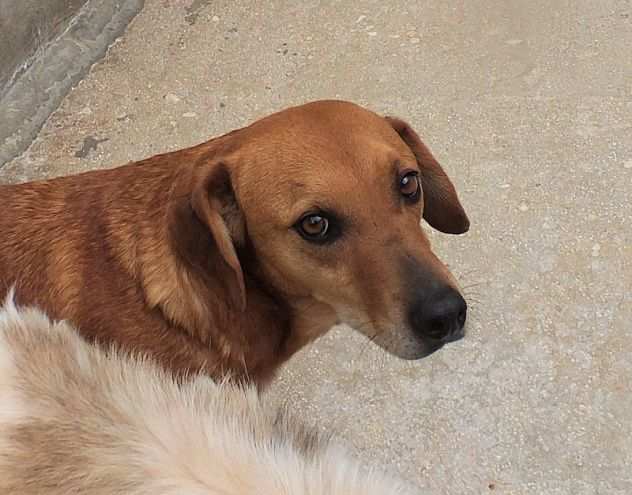 CAGNOLINO IN ADOZIONE FIDEL