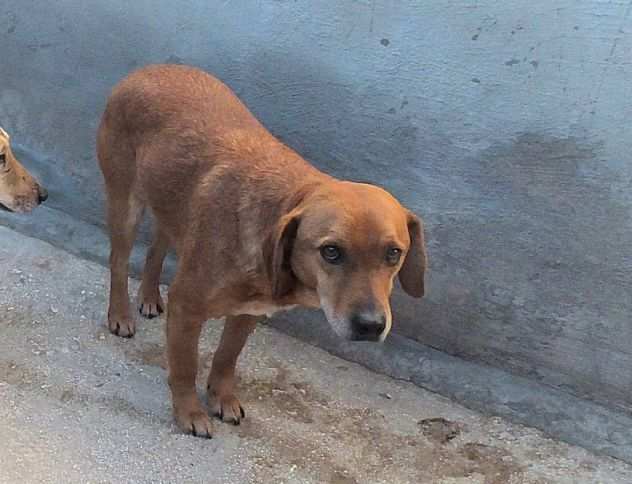 CAGNOLINO IN ADOZIONE FIDEL