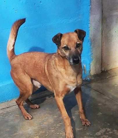 CAGNOLINO IN ADOZIONE KALUM, taglia medio piccola 1013 KG