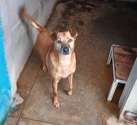 CAGNOLINO IN ADOZIONE KALUM, taglia medio piccola 1013 KG