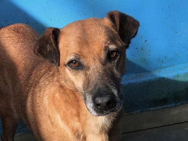 CAGNOLINO IN ADOZIONE KALUM, uno scricciolo in canile