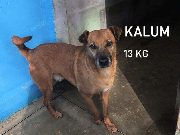 CAGNOLINO IN ADOZIONE KALUM, uno scricciolo in canile