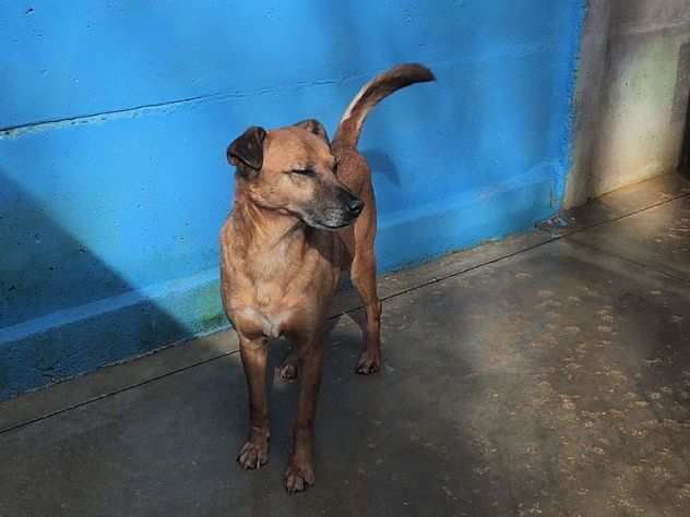 CAGNOLINO IN ADOZIONE KALUM, uno scricciolo in canile