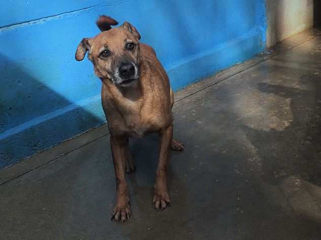 CAGNOLINO IN ADOZIONE KALUM, uno scricciolo in canile