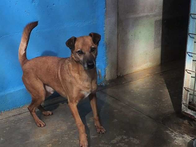 CAGNOLINO IN ADOZIONE KALUM, uno scricciolo in canile