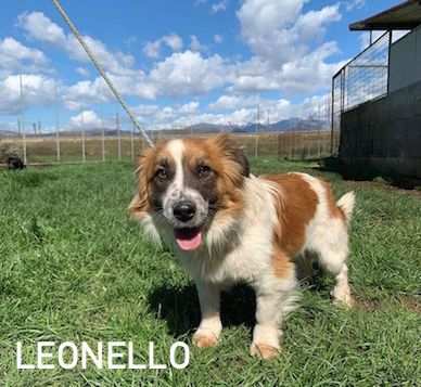 CAGNOLINO IN ADOZIONE LEONELLO