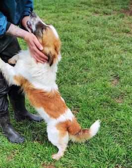 CAGNOLINO IN ADOZIONE LEONELLO