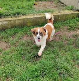 CAGNOLINO IN ADOZIONE LEONELLO