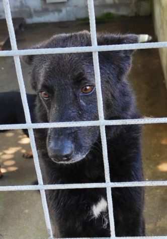 CAGNOLINO IN ADOZIONE LUPO ALBERTO