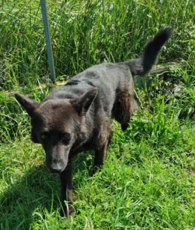 CAGNOLINO IN ADOZIONE LUPO ALBERTO