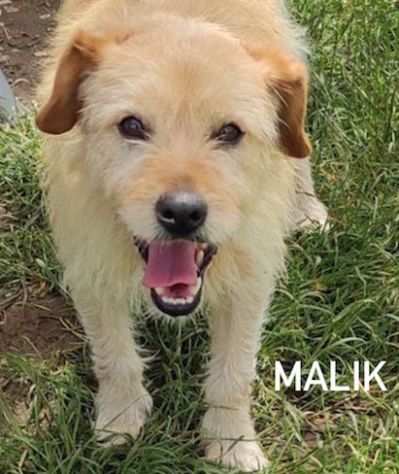 CAGNOLINO IN ADOZIONE MALIK, taglia piccola.