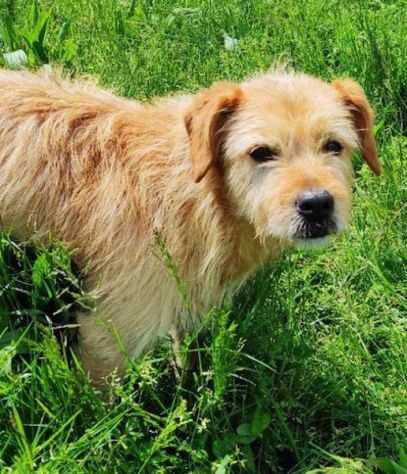 CAGNOLINO IN ADOZIONE MALIK, taglia piccola.