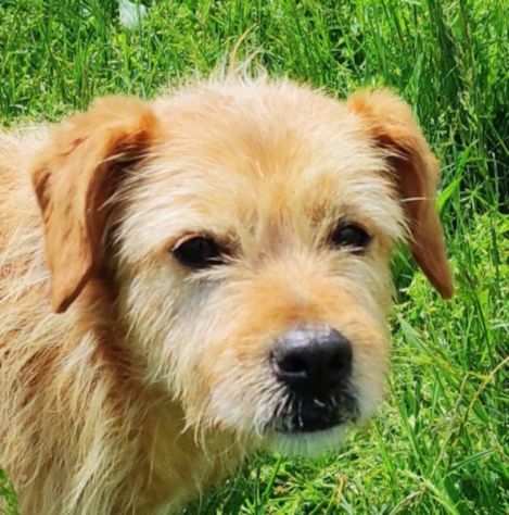 CAGNOLINO IN ADOZIONE MALIK, taglia piccola.