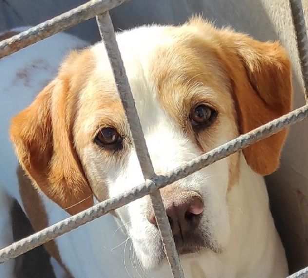 CAGNOLINO IN ADOZIONE PEPE, taglia medio piccola.