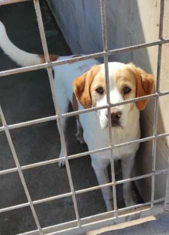 CAGNOLINO IN ADOZIONE PEPE, taglia medio piccola.