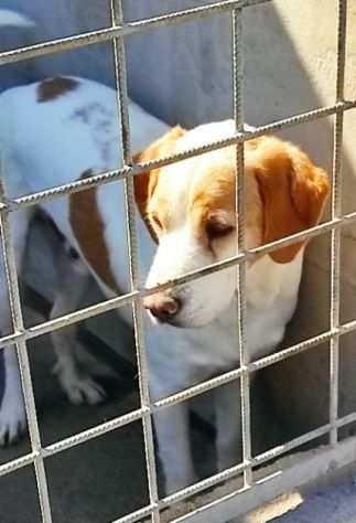 CAGNOLINO IN ADOZIONE PEPE, taglia medio piccola.