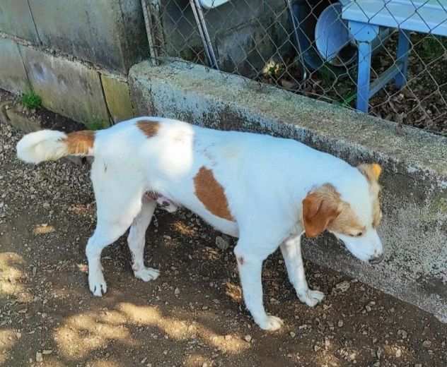 CAGNOLINO IN ADOZIONE PEPE, taglia medio piccola.