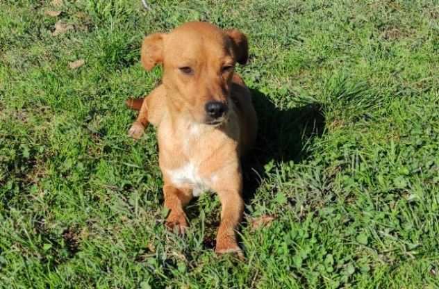 CAGNOLINO IN ADOZIONE TOY