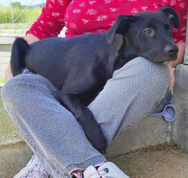 CAGNOLINO IN ADOZIONE TRUDY, tenerissimo,mix labrador, taglia medio contenuta.