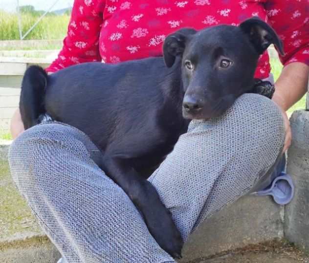 CAGNOLINO IN ADOZIONE TRUDY, tenerissimo,mix labrador, taglia medio contenuta.