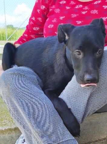 CAGNOLINO IN ADOZIONE TRUDY, tenerissimo,mix labrador, taglia medio contenuta.