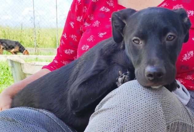 CAGNOLINO IN ADOZIONE TRUDY, tenerissimo,mix labrador, taglia medio contenuta.