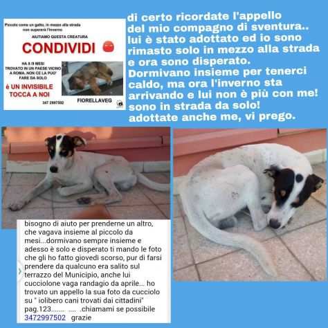 Cagnolino in cerca d amore