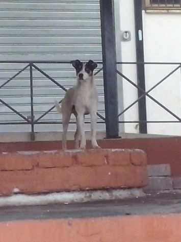 Cagnolino in cerca d amore