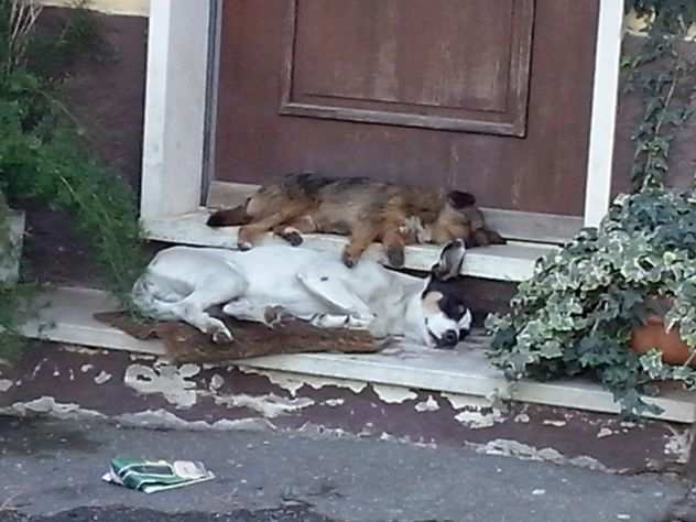 Cagnolino in cerca d amore