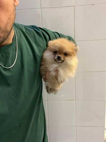 Cagnolino italiano piccolo piccolo di volpino della pomerania