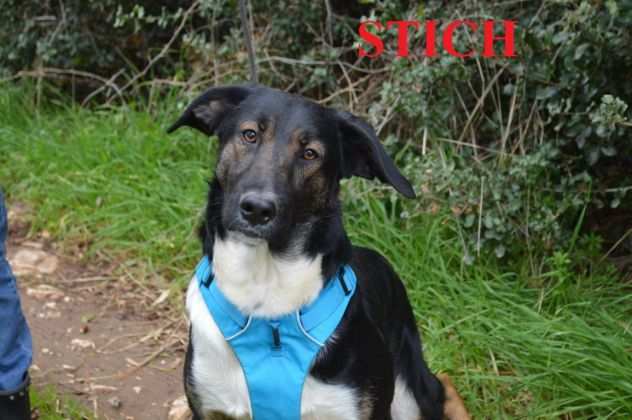 Cagnolino Stich cerca adozione