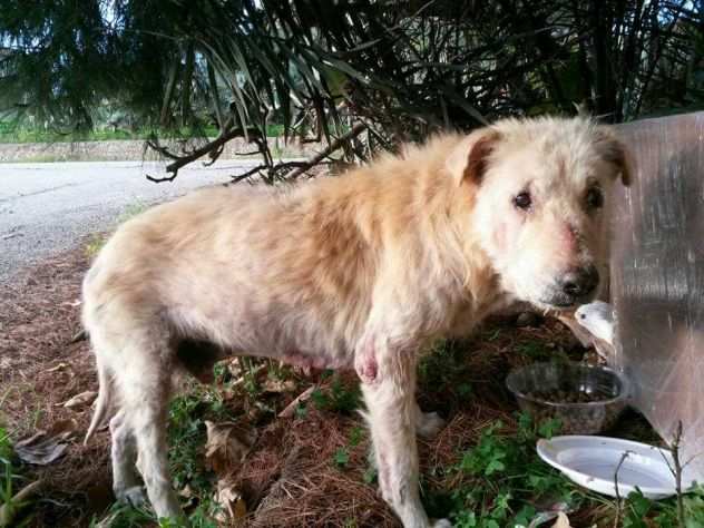 Cagnolone in cerca di aiuto URGENTE